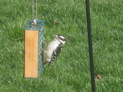  DOWNY WOODPECKER 